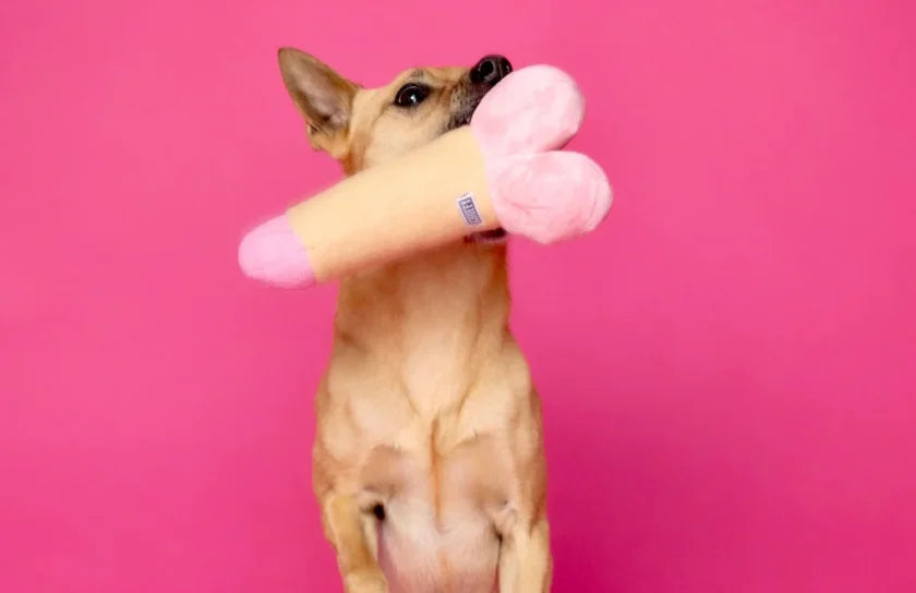 Dog Love Language Quiz: Find Your Dogs Love Language